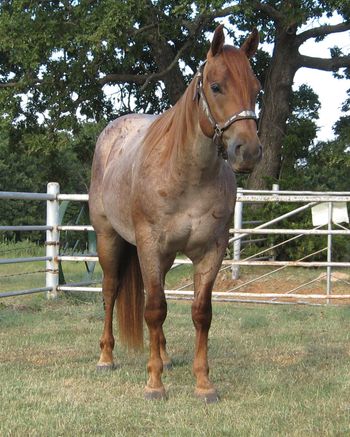 SOLDRowdy 2014 Red Roan Gelding Sell grade "Rowdy" Is a 3 year old Red Roan Gelding Sire is a son of Red pepto and his dam is a Docs Hickory bred mare. He is stout made and has a big motor great stop and is riding around. We have checked pastures on him tracked calves in the arena and roped a few calves on him. Rowdy is a great one to take and train to be a tie down calf and breakaway horse. He has been ridden at the rodeos around the grounds and down the roads as well as the pasture and arenas. He is up to date on vaccinations, worming and shoes. https://youtu.be/ySaD7Xe2FRI https://youtu.be/WbIDMeR76WI