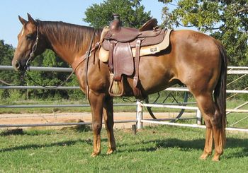 SOLDLittle Commander Two 2007 AQHA Sorrel Gelding Sire: Commandalenas Ditto Dam: Jackies Little One This gelding is very well built and bred. He has Smart Chic Olena and two Eyed Jack right on his papers. He has been lightly started in the roping pen and is a great one to head or heel on or even calf roping. He is gentle and rides out nicely with a good handle. He is gentle for most anyone to ride.