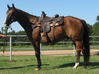 SOLDShipthesmokegus 2006 AQHA Bay Gelding Sire: War Smoke Holder Dam: Imaskipin Kinda Girl Gus is what we call this big stout gelding. He has tons of natural muscle. He is in pasture condition and will be huge when he is legged up. Gus has been lightly started in the arena on the head side. If your looking for a big head horse prospect he is perfect. He is smooth to ride and is quiet outside on the trails and down the road. He is a gentle giant standing at 15.3-16 hands. So if your wanting big and pretty look no further as Gus is reasonably priced and ready to finish.