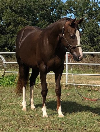 SOLDMiss Cee Peppy 2015 AQHA Chestnut Mare Sire: Cee Booger Peppy Dam: Miss Fair Meadows Here is a jam up nice filly that is extremely athletic and will make a great barrel horse. She is extremely correct and easy to train. Very smooth and in your hand. She is sired by Rambo aka Cee Booger Peppy that is producing excellent barrel and rodeo horses he goes back to the famous Sticks and Stones. Her mother is also an own daughter of Mr Eye Opener. This filly has everything it takes to go to the top. Will have excellent turn from the cow horse blood and the speed of the race horse. Offering her at 8️⃣5️⃣0️⃣0️⃣ at this time however her price will increase very quickly as we train her. Located in Cushing Oklahoma 918-327-3110