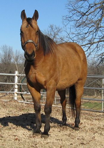 SOLDDCBHatch Mairs Kit 2010 AQHA Buckskin Gelding Sire: Mairs Bar Kit Dam: QD Fancy Command This big stout buckskin gelding is just about as dark buckskin as you can get and he has tons on pretty to him. He has Sir Quincy Dan right on his papers and he has always stamped them pretty. He also will go back to Doc Bar and King Fritz. Kit as we call him here at the ranch is gentle and kind and easy to get along with. He has been mainly used as a pleasure horse but is young enough to go any way you would like him to. He has a ton of looks to him and is dark golden buckskin, stands i bit over 15.2 and is stout made to go with it. Kit is UTD on vaccination and coggins and stands for the farrier. If your looking for a pretty buckskin here he is.