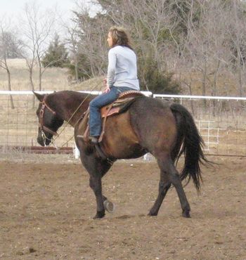 SOLD 2006 AQHA Blue Roan Gelding Sire:Royals Red Cap Dam: Scratch Me Silver Blue is what we call this gelding. He is a finished head horse. He is quite in the box and is patterned well. Scores great and has a lot of natural rate and doesn't want to drop out of there or get to quick. Blue is one you can go win on. He is gentle enough for any number roper. He is solid and honest. He was used as a ranch horse before roping training, he has done all the ranch work. He is big and stout but can still sort the cattle very well. If your looking for that go to horse to get the job done here he is. This horse is gentle enough for anyone one to ride so if you just want a solid honest one to ride he is a great choice. Links to video below.First video is his first time roping in the arena in a year. http://youtu.be/Ta1gjc9I-Ew http://youtu.be/Fj8k_Zq4Ans http://youtu.be/1UlcrpViE8c http://www.youtube.com/watch?v=s128JKne1n0 http://youtu.be/lrWFnn-5ubo