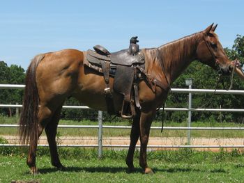 SOLDRoany is a 10 year old AQHA Red Roan gelding who is an own son of Elans Playboy. He is a finished ranch gelding. Also been to the sorting pen and won some money. He will whack a cow yet he is super gentle and smooth to ride. This good guy has been a staple here at our ranch as my 8 year old has rode this horse since he was about 4 1/2 years old. First horse he ever rode in the pasture by himself. He rode him as his playday horse for about a year when he was 5 yet don't let that fool you this gelding knows how to ride right and can work all day long on the ranch. He will go as slow or as fast as needed. Has doctored a lot of cattle outside and drug a lot of calves to the fire, its just been a couple of years since he did it. If you are looking for a good gentle forgiving one for the ranch or one to do just about whatever you want on he is a great choice. I will probably cry when this one leaves but once again we have too many green horses to get rode so all of these seasoned ones are just standing around doing nothing. Very rasonable price for this type of gelding.