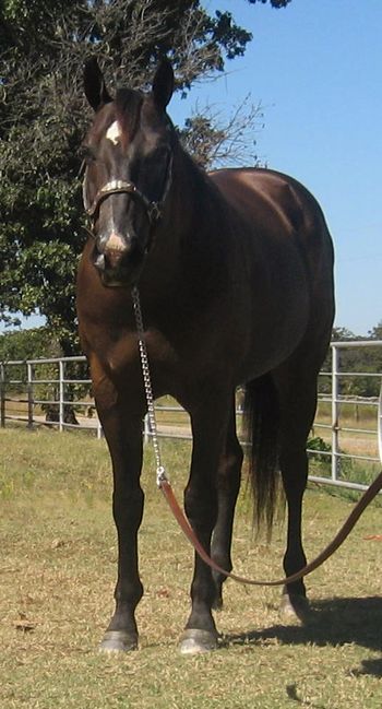 SOLDThank you to the Hill FamilyPeppy Double Bar2002 Black GeldingSire: Peppys Double DeluxeDam: Doc Boston BarThis is a nice gelding that is a seasoned heel horse winning over 40K, 26K just last year. He hauls well with no issue and is an easy keeper. Cracker as we call him has been to the US Finals and Las Vegas always picking up a check. You can Jackpot or Rodeo on this horse. He is gentle enough for a 6 year old to ride at the playdays. Cracker is fit and ready to haul. He is quiet in the box and will work the head side as well so if your looking for that horse you can rope both ends on he will work great for you. Cracker will fit any number from a 3 up. He is broke and ready to go. New videos below.http://youtu.be/dhCpi3IJbGM http://youtu.be/qJ2Yr9FV8X4 http://youtu.be/_Vy0ZSZ8lm0 http://youtu.be/5QODZgKqjKg http://youtu.be/D-74c_nhxhk https://www.facebook.com/#!/photo.php?v=10200639982028342&set=vb.1423951937&type=2&theater http://youtu.be/oR0NOnhvJR0