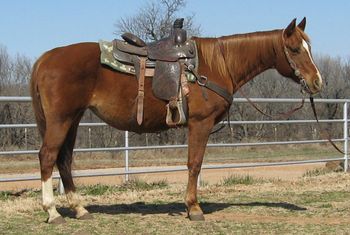 SOLDChristmas Ballyhoo 1998 Sorrel Mare SIRE:DOCS CHRISTMAS - 1988. Earner of $86,332, NCHA Super Stks Ltd Op Ch, "The Non Pro" NCHA Op Ch, NCHA Op Top 10 Dam: Docs Ballyhoo This mare is bred the best being an own daughter of Docs Christmas who is a son of Doc Olena. Her mother is an own daughter of Doc Bar. She also has Peppy San on her papers. She was started well in the cutting pen and is a great sorting horse. She is broke to death but she is quick on a cow. She rides out quiet and is broke. she would be great for someone wanting a sorting horse, trail horse or broodmare. She is very reasonably priced.