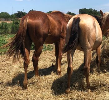 2018 Sorrel Stud Colt By Little Corona out of Greathollywoodspirit available he is one of the last offspring from Little Corona will make a serious barrel horse. 2018 Buckskin Roan colt by Cee Booger Peppy out of Playgun mare. Will be short and wide like his daddy. Both can go in any direction.