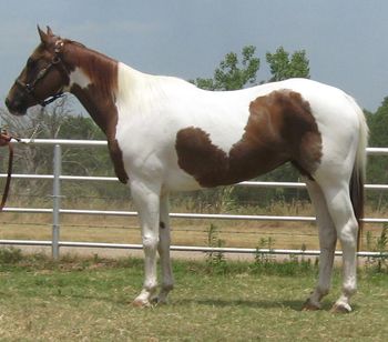 SOLD
Thank You Virginia, Claremore, OK
2005 Paint Mare
This mare is broke to death and has a great handle on her. She has been riden by all types of riders. She is gentle and calm. She will go anywhere you want her to go. She is not marish acting at all. She has been with mare and geldings in paddocks and pastures with no problem.
If your looking for a good one to ride that is safe and affordable here she is. I have attached a video of her below.
http://www.youtube.com/watch?v=zGG0mbBLJK8&feature=youtu.be