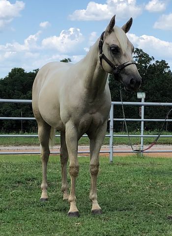 SOLDLunas Playgun 2017 AQHA Palomino Mare Sire: Miss And Gun Dam: A Raving Classic Here is another nice palomino filly by Miss And Gun out of a very nice own daughter of Classical Skipper. New pictures just taken yesterday August 1, 2018 She is palomino with a snow white mane and tail. She is very correct from head to toe. V's up nice in her front end. She is feminine with good natural muscling. She is UTD with all vaccinations, worming and hoof trimmings. She is very sweet and kind and would make a great one for a youth to show in 4-H. She will mature at about 14.3. If you are looking for a good young one to train your way don't overlook this pretty girl. 4500 Located in Cushing, Oklahoma 918-306-9498 or 918-327-3110