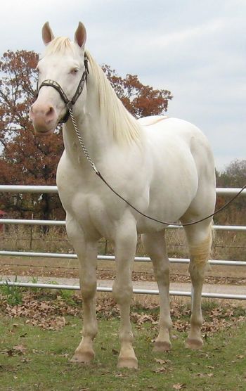 SOLDSSR Dux Makin Gold2006 AQHA Perlino StallionSire: Poco Doc De OroDam: Tres Madrina SeekerDux is a very rare Smokey Cream Grulla meaning he is a genetic investment according to UC Davis Genetics. He is homozygous for the dilute gene, black gene, he also carries the dun gene. He has NO agouti gene so he can not sire a sorrel no matter the color of the mare. there are very few AQHA horses with this color code. Some people claim they have this genetic code when they really don't. Dux is very easy to collect on the dummy as well as hand, or pasture breeding. He has had 90 day reining training, done drill team, been in parades and some team storting and penning. He is very cowy and athletic. very correct as are his foals. He has a dark dorsel stripe and his babies are very correct, with baby doll heads. He is guaranteed to produce color every time.