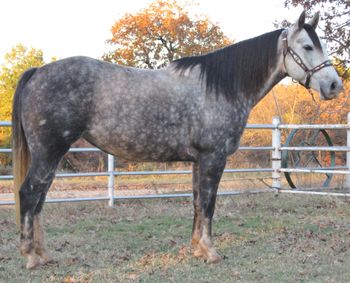SOLDStar Dust Harla 2009 Gray Mare Sire: Steel Gray Duster Dam: Night Start Harla This young gray mare is all foundation bred she stands about 14.2 and has has 90 days professional tie down calf roping training. She is super quick and catty and can get across the line. She is a great one to breakaway on as well and would be perfect for high school and college rodeos as well as open rodeos. We have used her on the ranch dragging calves, sorting, penning etc. She has a great handle on her like one is supposed to have. If you are looking for one to be competitive on look no further as she is the real deal. https://youtu.be/qlg73NyXezg https://youtu.be/qP-5nRHFd3U https://youtu.be/XPUrF45thXM https://youtu.be/517gNVF3Zzc
