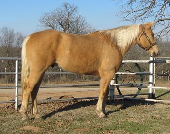SOLD2010 Palomino Gelding This gelding is dark golden palomino even with his winter hair so he will get to be a very dark golden palomino as he sheds out. He stands about 15 hands and is very gentle. He has been used mainly as a trail horse and can really cover some ground. We have checked big pastures on him and like I said he can really cover some ground. He will go as slow or as fast as you want. He will pull from the horn as we have roped a few on him and drug a few calves. He is not fancy broke but if a person tuned on him a bit he could be. Has a really good stop and moves out very smooth in all gaits. He would be good for most anyone that knows how to ride at all. UTD on shoes, shots and worming. If you are looking for a good gentle trail horse or one to check your cows on he would be a good choice and is reasonably priced.https://youtu.be/wxXlebWGpW8