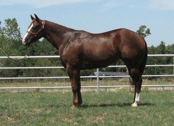 SOLD
Ima Cool Classy Gal 2009 APHA Breeding Stock Mare Sire: Innocent And Classy Dam: Ima Cool Spiffy Gal SOLD Congratulations to Suzzone Franks Cisco, TX at This young mare has alot of colored horses on her papers and would make an excellent broodmare. She has some great horses like APHA Champion Cheneys Chainlink, the great Barlink Macho Man that sired many paint horses with big careers. World Champion and World Champion Sires like Encore and Ima Cool Skip just to name a few that are famous for what they have done for the APHA horse industry. Ima Cool Classy Gal is very sweet and easy to handle. She has great conformation and alot of pretty to her. If you are looking for a nice one to fit up to show or a fabulous broodmare don't miss this great mare as she will only get better. You can see her full sister http://www.fairesranch.com/soldhorses.cfm