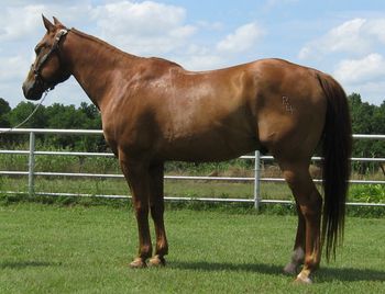 SOLD"Switch" 2002 Sorrel Gelding he is a head, heel and ranch horse as well as beginner friendly trail horse.