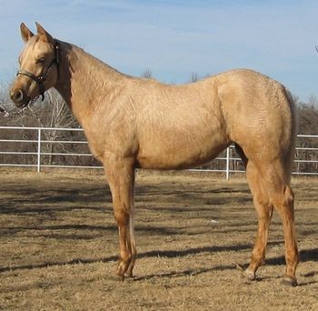 2012 AQHA Palomino Filly Sire: Cal Bars Roman Baby aka "Stitch" Dam: Greathollywouldspirit DOB: April 19, 2012 This beautiful filly is a great all around prospect, she will work for any event you would like to train her for. Sorry for the long hair but it is mid December and she haired up before I got her put up. She is bred to be a reiner and working cow horse. Her sire is a son of the Great siring stallion Romans Royal Tee who has sired many great all around horses. Her mother is a daughter of the palomino stallion Jacs Great Spirit who qualified for the world 5 times in Jr Reining and 2 times in Sr. Reining as well as NRHA Superstakes Limited Open Res. Champion and he was also a Derby Finalist, having 50 Open AQHA performance points and a Superior in Reining. His Sire is the Great Hollywood Jac 86 and she has Great Pine twice on her papers. If you are looking for a pretty one with the pedigree and mind to do anything you wanted to train her for here she is.