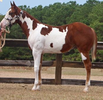 Ima Cool Fancy Gal 2010 Sorrel Overo Mare Sire: Innocent And Classy Dam: Ima Cool Spiffy Gal HYPP: NN SOLD Congratulations to Curtis Ozment Owasso, OK Fancy is halter broke, bathes, and stands for the farrier. She loads and unloads on a trailer like a grown horse. Fancy is very well bred, she has Barlink Macho Man, Leading sire for many years, also a Muiti World Champion sire, Ima Cool Skip 2X World Champion and World Champion sire and a Leading Sire, Silk N Quincy with over 100 Halter points and over 100 Western Pleasure points. Fancys mother is an own daughter of World Champion and Multi World Champion Sire Encore. What a pedigree she has. If your looking for a show prospect or a pretty one to ride this filly is well worth your consideration. Fancy will only get better and what a great broodmare she will make later on