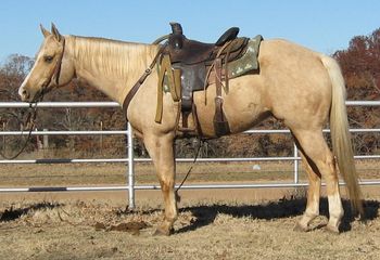 SOLD
Thank you to D. Roberts Kingfisher, OK.
JKJ Playboy Flash
2006 Palomino Gelding
Sire: Skipa Starsplayboy
Dam: Cowgirl Flash
This is one nice flashy gelding with a great personality. He has been to the roping pen on the head side. Flash as we call him has a huge hip and baby doll head. he rides quiet and is very gentle. If your looking for a nice one to finish on the head side he would be a good one. if your looking for a pretty trail horse or just one to check your cows on don't pass this one up.