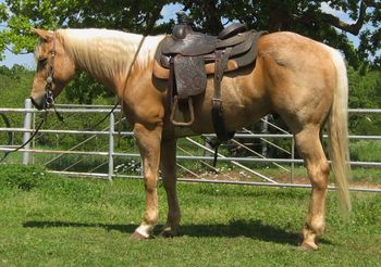 SOLDGoof Bee Blackburn 2003 AQHA Palomino gelding. This gelding is extremely pretty and stout made not to mention he is a very dark golden palomino. He still has winter hair on him due to our cold nights. He has a snow white long mane and tail. This horse has been ridden by a dear friend of mine that is disabled out on all of the big trail rides. She is no longer riding and he is too good to go to waste. He has been used outside on the ranch as well. My 6 year old rode him at the last playday we had a couple of weeks ago as well. He is broke for anyone that can get on and hold the reins. Super smooth in ALL gates and has a very very nice short lope. He is just about 15 hands. This horse is still shedding winter hair and will be as dark golden palomino as you will find. Safe for anyone to go anywhere on and very correct conformation. If a person wanted to go show him in pleasure and maybe ranch versatility. He all foundation bred with Jackie Bee, Blackburn, Harlan and King bred so he will quailfy for the foundation program. If your looking for a good broke one here his is.