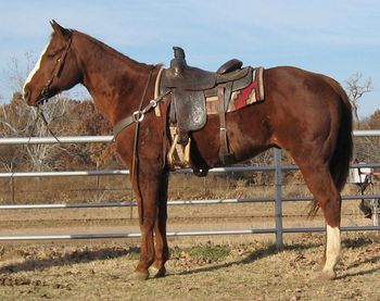 SOLD
Thank you Kim Johnson Helena, OK
"Luey"
2001 Chestnut Gelding
This gelding is big and stout standing 15.2 and 1250 pounds. he is a great head horse that a 73 year old has been roping on and doing great. He will work for any number roper from a beginner up. He scores great and rates well.
He is safe and gentle on the ranch and out on the trails. He will work for just about anyone to ride.