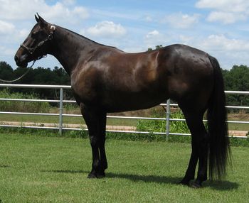 SOLDPowerful Timber Wolf 2010 Black Mare Sire: Poco San Tack Dam: Dashing Spitfire. If your looking for a pretty ranchand roping horse take a long look at this girl. She is finished heeling, started headed. She has doctored cattle in the pasture alone, drug calves, sorted and drug just about everything. Gentle for anyone 15 hands and handy broke and she is only a 5 year old!