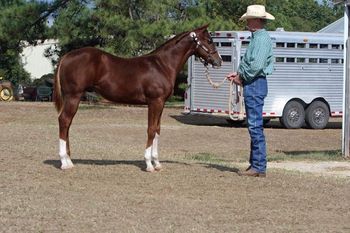 Pretty Awesome Link 2010 APHA Sorrel Overo Stallion Sire: Innocent And Classy Dam: Awesome Cat Lady SOLD private Party Mexico He is a lovely young stallion with a great pedigree full of World Champions, World Champion Sires and Leading Sires like Cheneys Chainlink, Barlink Macho Man, Triples Image, and Supreme Champion Cultivator who was the first of only 5 in APHA history. His mother is a daughter of Encores Secret who had 137 halter points. These are just a few of the great horses on his pedigree, making him worthy of staying a stallion and breed to your loud mares. SOLD