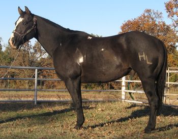SOLD2000 APHA Reg Black Overo Gelding This big black gelding is broke for about anyone that knows how to hold the reins. He is ranch broke and has been working for a living most all of his life out on the ranch. He is "old man" broke and super gentle. He is perfect for someone wanting a good trustworthy trail horse or one to check their cows and doctor them when needed. This horse is very correct in conformation even though my pictures do him no justice. He is conformationaly correct enough for a kid to show him at halter. I was rushed for pictures and didn't take the time needed for good pictures as it was almost dark. he is a slave for a kid that knows a bit about riding and using one as well. If your looking for that steady honest one to go ride he would be a good choice at a very reasonable price for his experience. https://youtu.be/FDx81bSVVGI