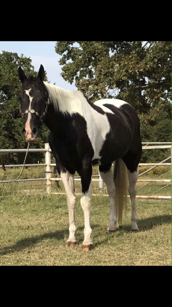 2006 Black and White Paint Gelding This pretty paint gelding has been a pocket pet most of his life. He is super gentle and in your pocket kind of gelding. He has been used as a trail horse most of his life. Will go anywhere you point him. He would make a super good gelding for a youth wanting to show 4-H all around. He stands about 15.1 he is UTD on vaccinations and worming. Stands to clip and for farrier. Priced to sell at three thousands five hundred Located in Cushing, Oklahoma 918-306-9498 or 918-327-3110 https://youtu.be/gPQHUF3lIBM https://youtu.be/r1vFlTn7ql8 https://youtu.be/vna1B5dDDuY https://youtu.be/0DWMQ3Ko_5s