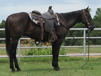 Not For Sale as my 6 year nephew has taken him over!!! OH Whata Royal King 2000 AQHA Black Gelding Sire: Go Raise Your Bar Dam: Royal Fair Phoebe King is what we call this black gelding. He is finished on both the head and heel ends. He is better on the head side but has been hauled on both ends to all the ropings for several years. He will work for a beginner through a number 5. He has Doc's Hickory and Go Man Go right on his papers. He ride out quietly alone as well if your just looking for a gentle on to ride and check your cows.