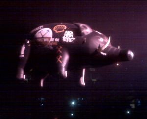 Same pig different show - flying pig circulates over the crowd