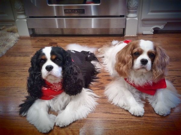 Reggie & Spencer ready for the Rodeo!