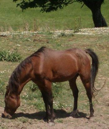 Laurel's Oregon Fame EFF, Katie & Janeen's sire. 15.1 3/4 hh. From champion bloodlines: Bey el Bey, Bey Shah on the top and Prince Charming on the bottom.