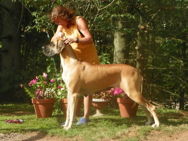 Tonka at 3 after a litter of 9 pups. She went to a show with her son and got 3 BOB"s ,BOS and a group 3rd. She is a multiply group placing Grand Champion!