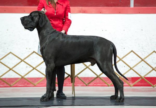 Jill & Bodhi (3 years old)