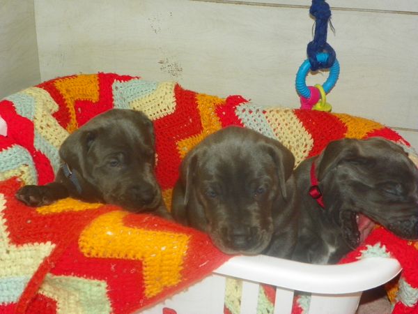 Boys 11lbs at 4 weeks old.