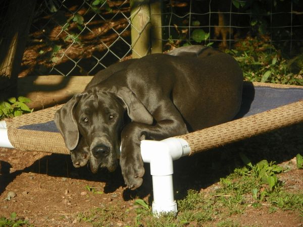 Ludo at 8 months old.