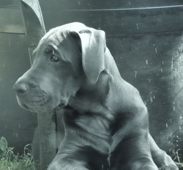 Sky ( blue collar girl ) 9 weeks
