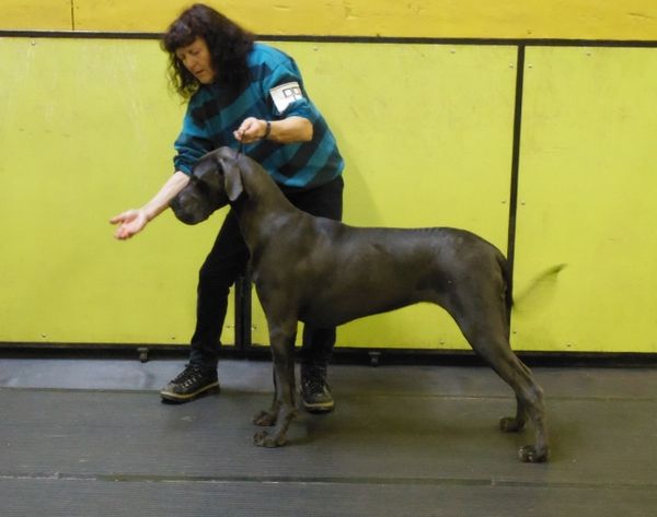 BRAG!! Britlinblues Get off of my cloud (SKY) ( Sadie & Sailor) 7 months old . Takes BEST PUPPY IN MATCH