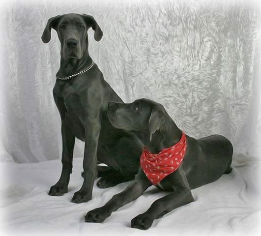 Sky & Rueben 4. 5 months old .