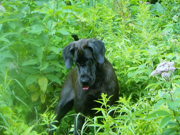 About to pounce on Sky in the river.