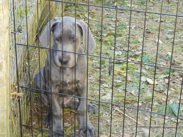 BLACK COLLAR BOY 10 weeks old