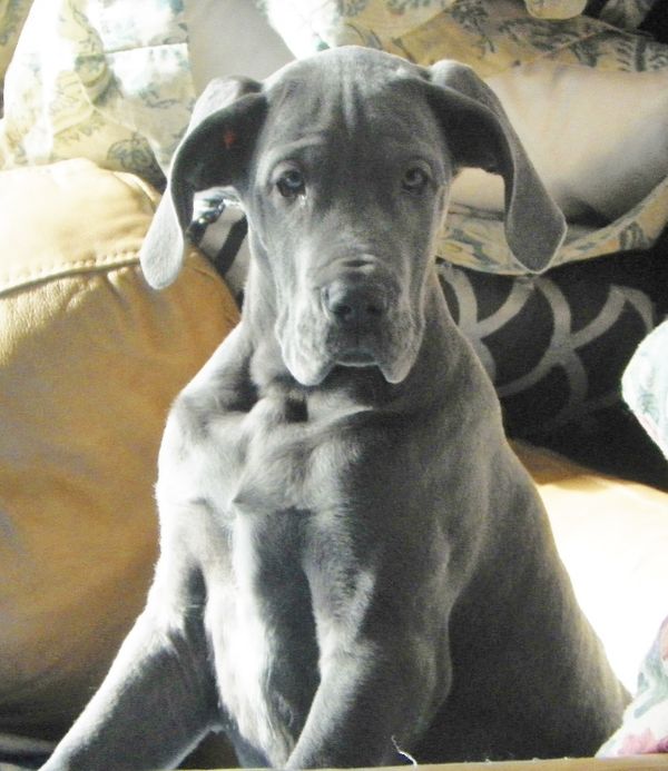 Emmy at 13 weeks.