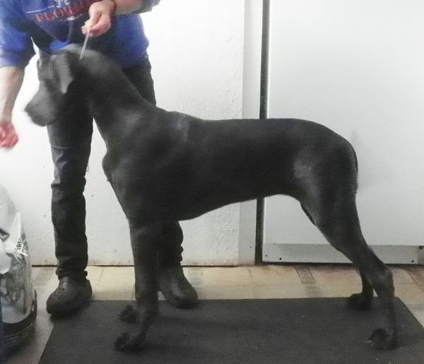 Sky at 5 months. 90lbs and 29 ins high at the withers.