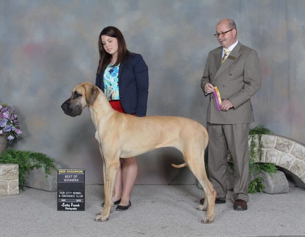 CH BRITLINBLUES ONE TIME ONLY ( Josie) On May 2,3 &4 at Hub City Kennel & Obedience Club Saskatoon, SK. Josie and Melissa took WB & BOW all 3 shows to finish and become a CKC Champion. A big congratulations on a job well done .A first time owner/handler!