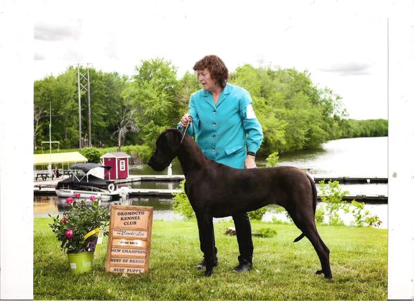 I would also like to add that every Dane she got points of off was older than her, including the cropped special.