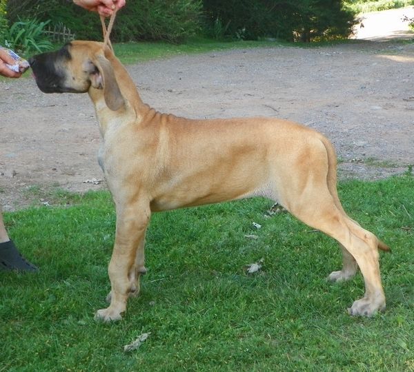 Leo,13 weeks