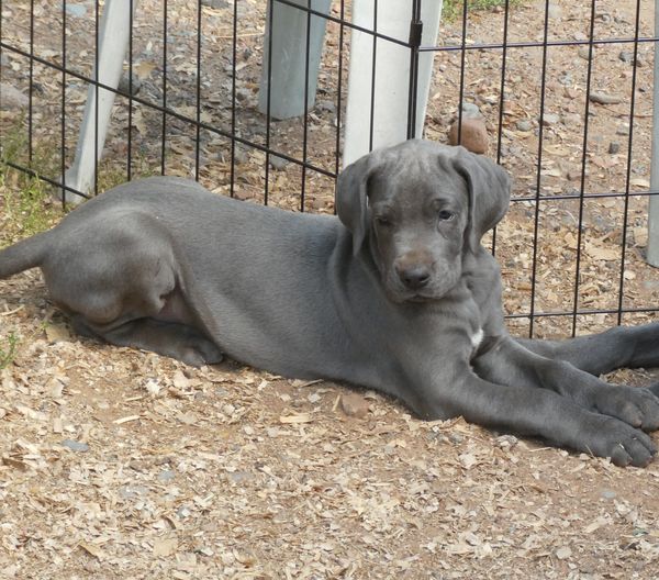THIS PRETTY GIRL IS LOOKING FOR HER OWN LOVING HOME BEFORE ALL HER BROTHERS AND SISTERS LEAVE ON SAT 16 of SEPT