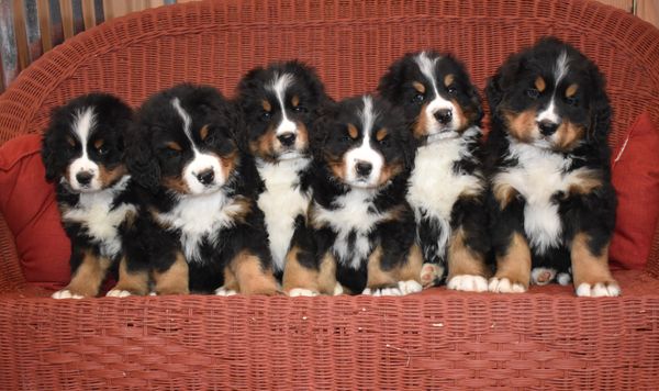 Litter Photo 7.5 Weeks