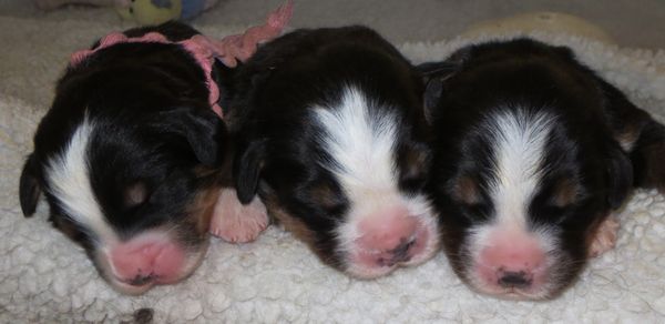 Pink, Black, Rose