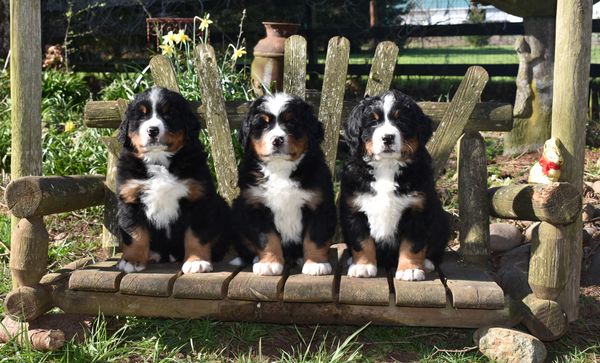 The Novel Litter - Uri, Winston and StoreeBuk