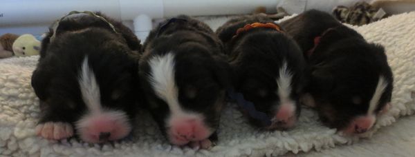 Lt Blue, Royal, Orange, Red