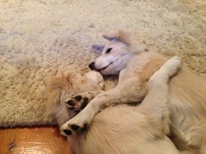 Sometimes you just need a hug from your sister.
Holly: "I love you Ginger".
Ginger: "I love you too, Holly".